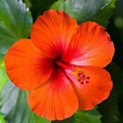 Hibiscus, Gudhal Flower Plant